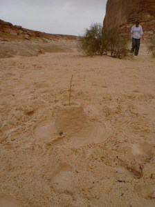Desert Sancastle