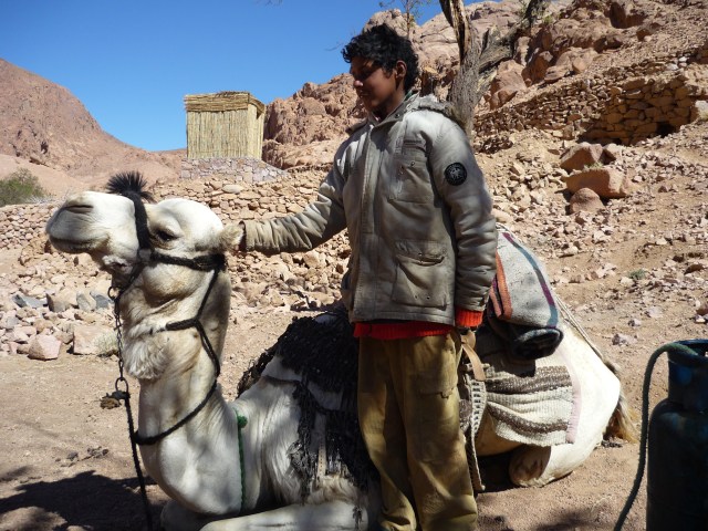 Boy and his camel